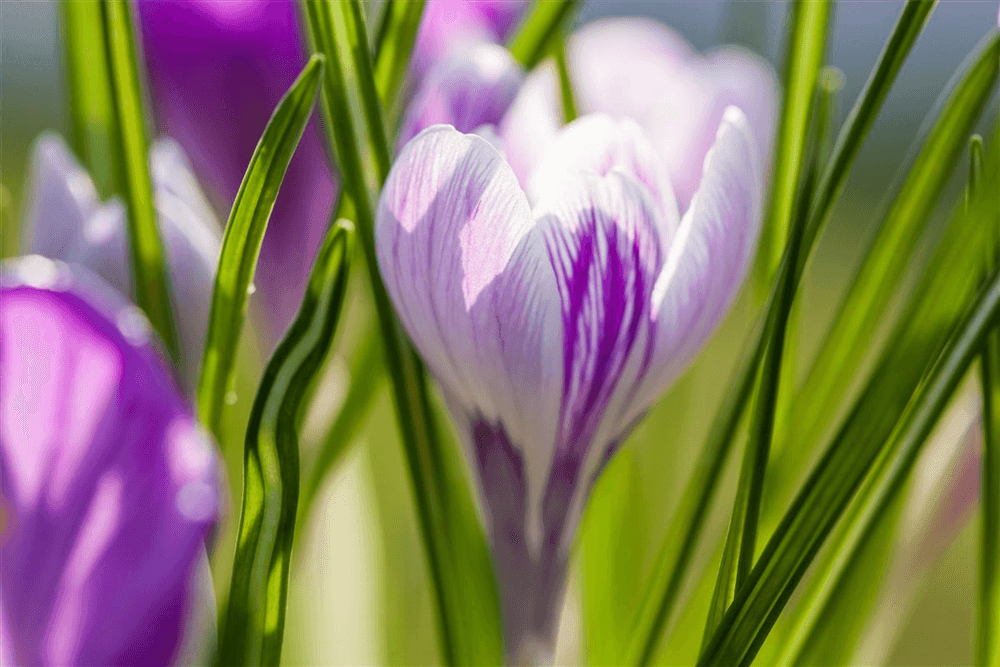 14 Blumen, die Sie im Februar schon nach draußen pflanzen oder säen können – DerGartenmarkt.de