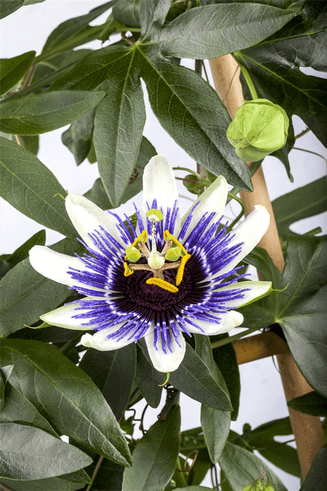 orangenbäumchen zimmerpflanze Mandarinenbaum ca. 60 cm – Citrus reticulata – Mediterranes Zitrusbäumchen,  Orangenbaum klein, Zimmerpflanze & Kübelpflanze