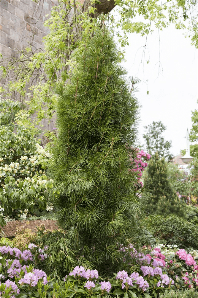 Die Japanische Schirmtanne - Eine Anleitung zur Pflanzung und Pflege   DerGartenmarkt.de