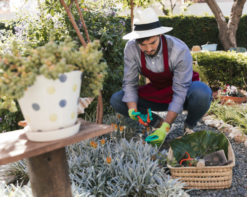 Seasonal Gardening Checklist: What to Plant This Winter