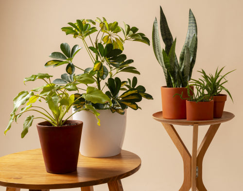 Eco-Friendly Planters: A Guide to Stylish Sustainability