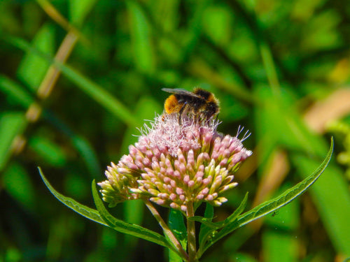 Planting for Pollinators: Flowers That Attract Bees