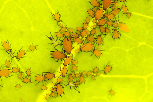 How to Combat Common Plant Pests and Diseases Naturally