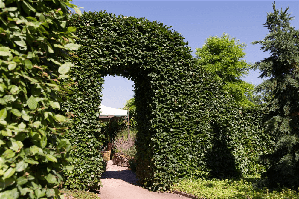 Hainbuchenhecke im Winter: berlebensstrategien und Pflegetipps   DerGartenmarkt.de