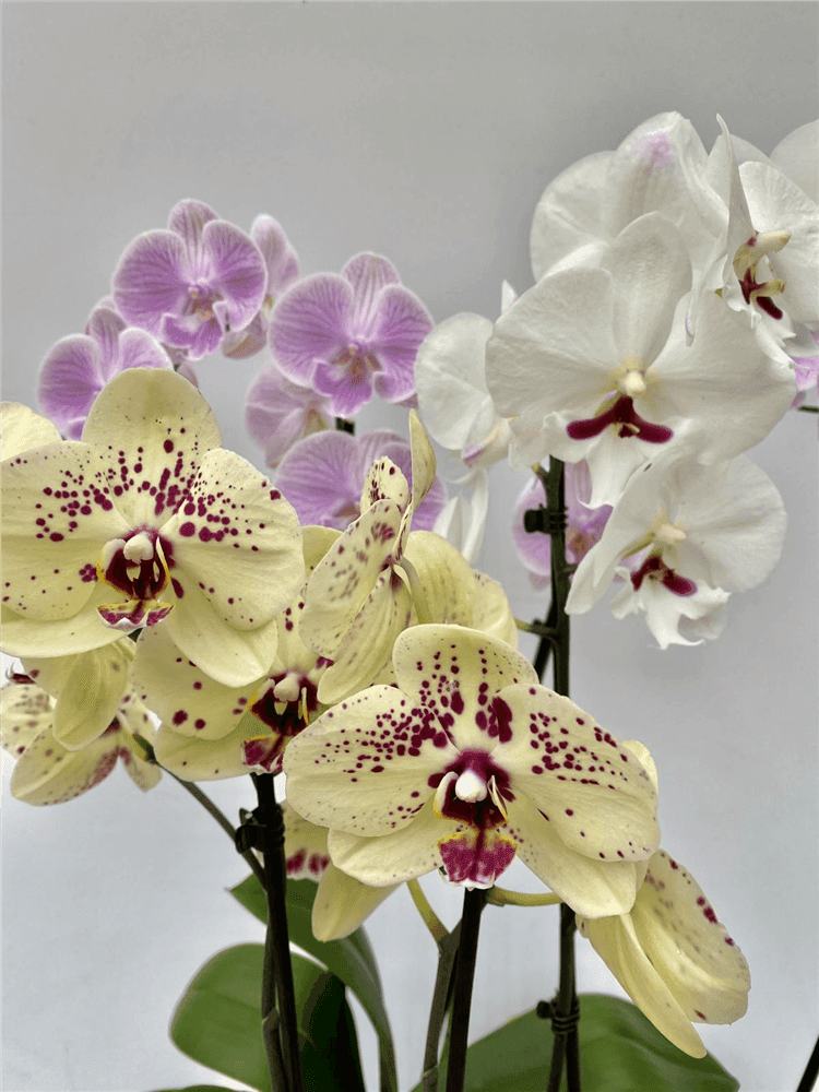 Orchideen zum Blhen bringen: So gelingt es einfach - Tipps vom  DerGartenMarkt.de  DerGartenmarkt.de