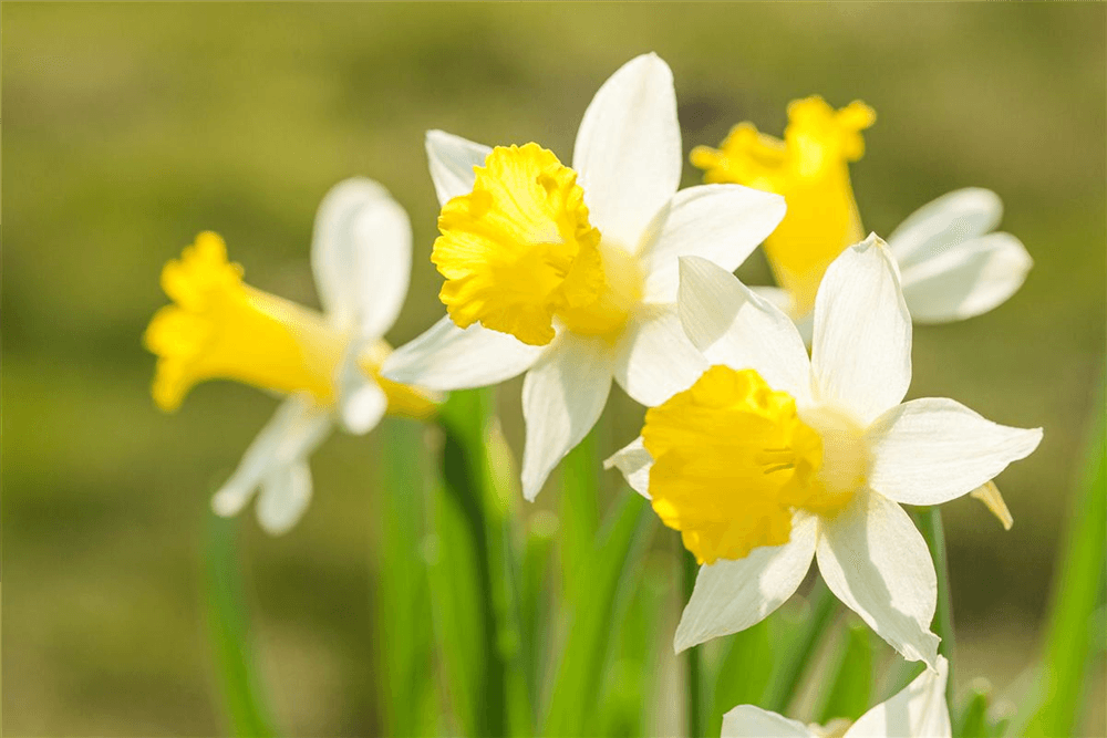 Welche Blumen im Mrz pflanzen  DerGartenmarkt.de