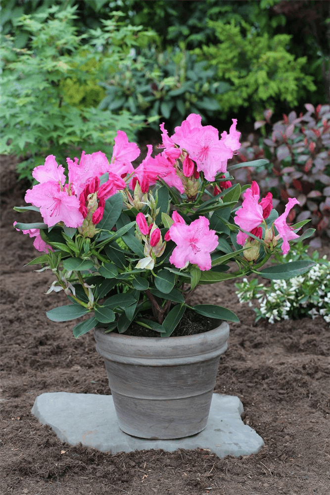 Rhododendron hybrida 'Walküre'®