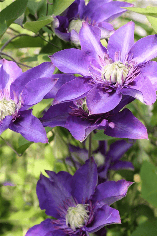 Clematis hybrida 'Multi Blue'