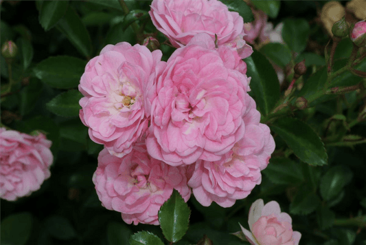 Bodendeckerrose 'The Fairy'