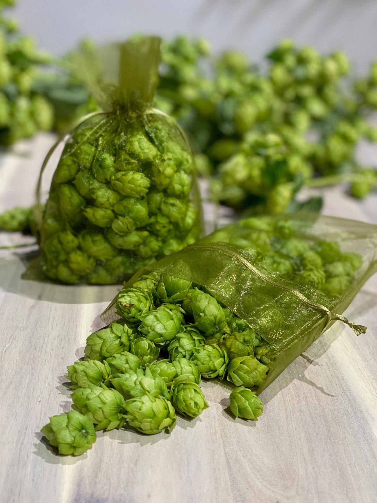 Hopfen Aroma / Duftsäckchen - Gartenglueck und Bluetenkunst - DerGartenMarkt.de - Dekoration - DerGartenmarkt.de shop.dergartenmarkt.de