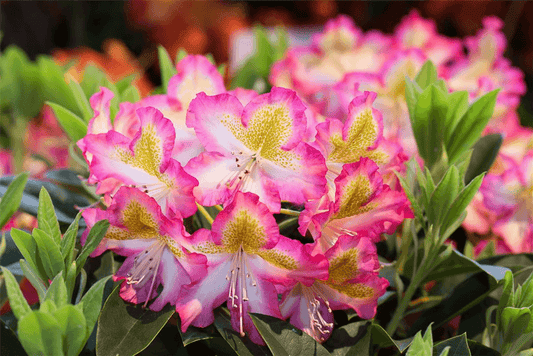 Rhododendron viscosum 'Quiet Thoughts' - Gartenglueck und Bluetenkunst - DerGartenMarkt.de - Pflanzen > Gartenpflanzen > Rhododendron - DerGartenmarkt.de shop.dergartenmarkt.de