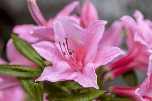 Rhododendron 'Weston´s Sparkler' - Gartenglueck und Bluetenkunst - DerGartenMarkt.de - Pflanzen > Gartenpflanzen > Rhododendron - DerGartenmarkt.de shop.dergartenmarkt.de