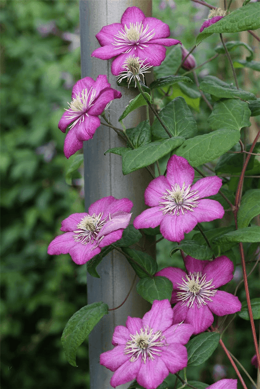 Clematis schneiden: Mit 3 Tipps zu besten Blüte