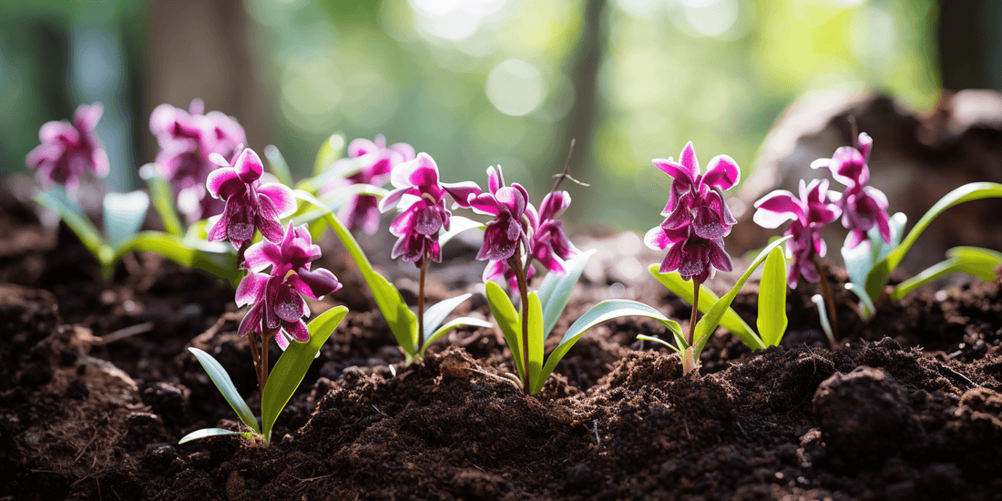 Der ultimative Leitfaden für Orchideen Erde - DerGartenmarkt.de 