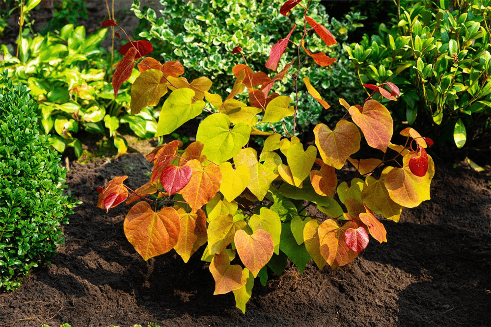 Die Geschichte und Verwendungsmöglichkeiten des Judasbaums im Garten - DerGartenmarkt.de 