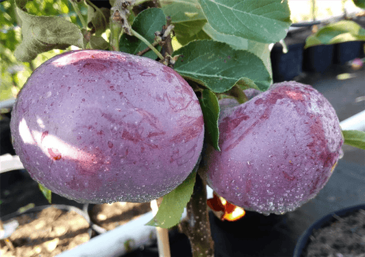 Entdecken Sie das Geheimnis des Blauen Kölners: Ein einzigartiger blauer Apfel - DerGartenmarkt.de 