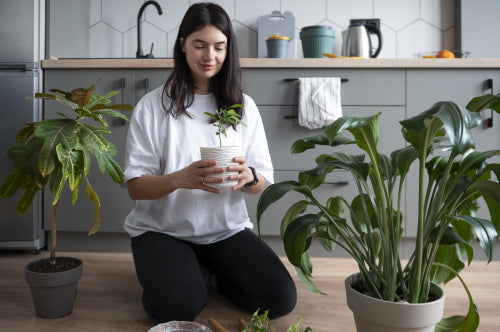 Top 5 Low-Maintenance Indoor Plants for Busy Lifestyles