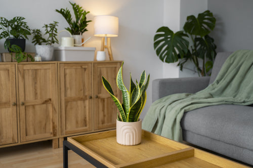 Sustainable Home Dcor: Why Plants Are the Future