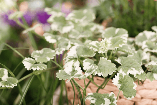 Gundermann Pflanze: Wertvolle Heilpflanze oder Unkraut im Rasen