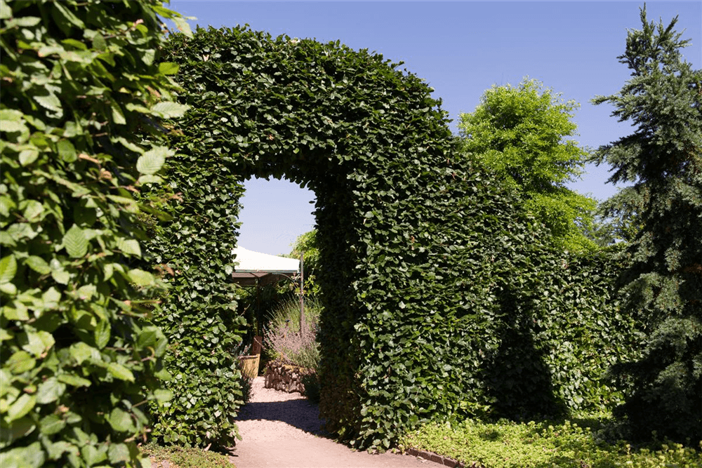 Hainbuchenhecke im Winter: Überlebensstrategien und Pflegetipps - DerGartenmarkt.de 