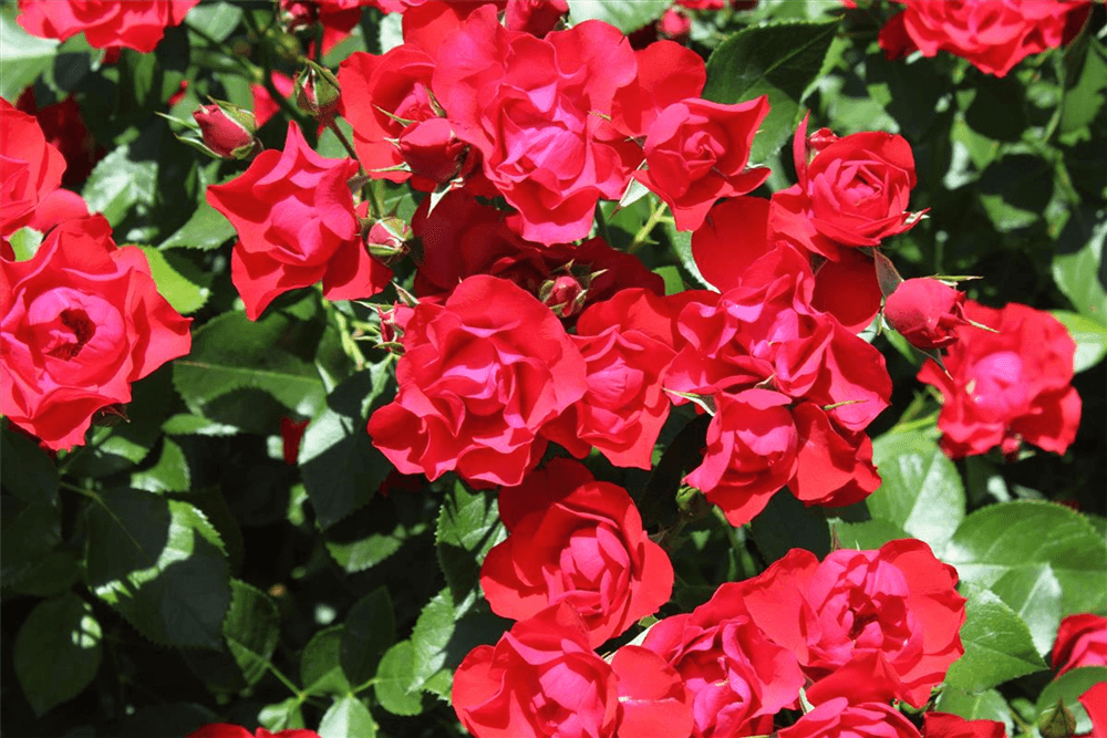 Rosen düngen Der beste Zeitpunkt für schöne Blüten DerGartenmarkt.de