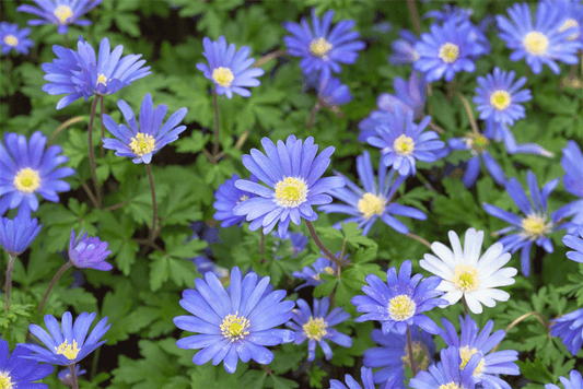 10 Blumenzwiebel - Anemone blanda 'Blue Shades' - Blumen Eber - Pflanzen > Blumenzwiebeln - DerGartenmarkt.de shop.dergartenmarkt.de
