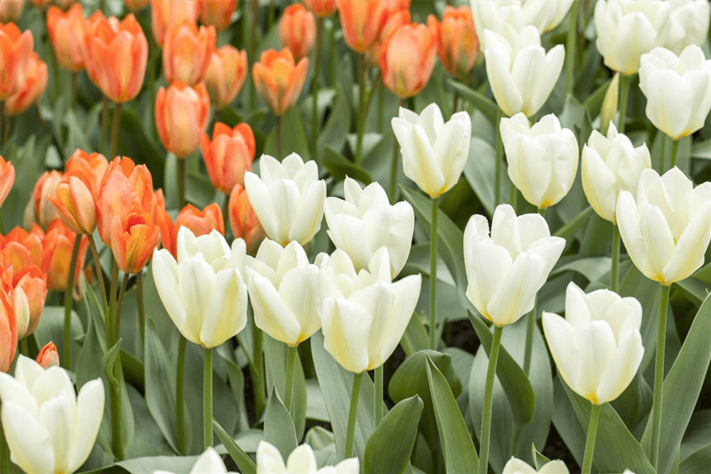 10 Blumenzwiebel - Garten-Tulpe 'Purissima' - Blumen Eber - Pflanzen > Blumenzwiebeln > Tulpen - DerGartenmarkt.de shop.dergartenmarkt.de