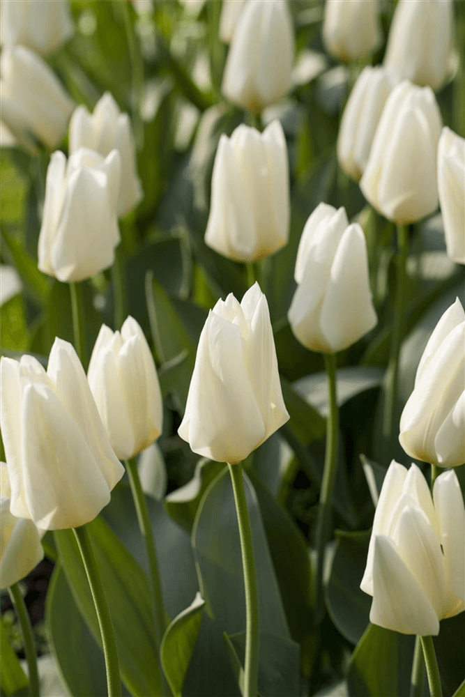 10 Blumenzwiebel - Garten-Tulpe 'Purissima' - Blumen Eber - Pflanzen > Blumenzwiebeln > Tulpen - DerGartenmarkt.de shop.dergartenmarkt.de