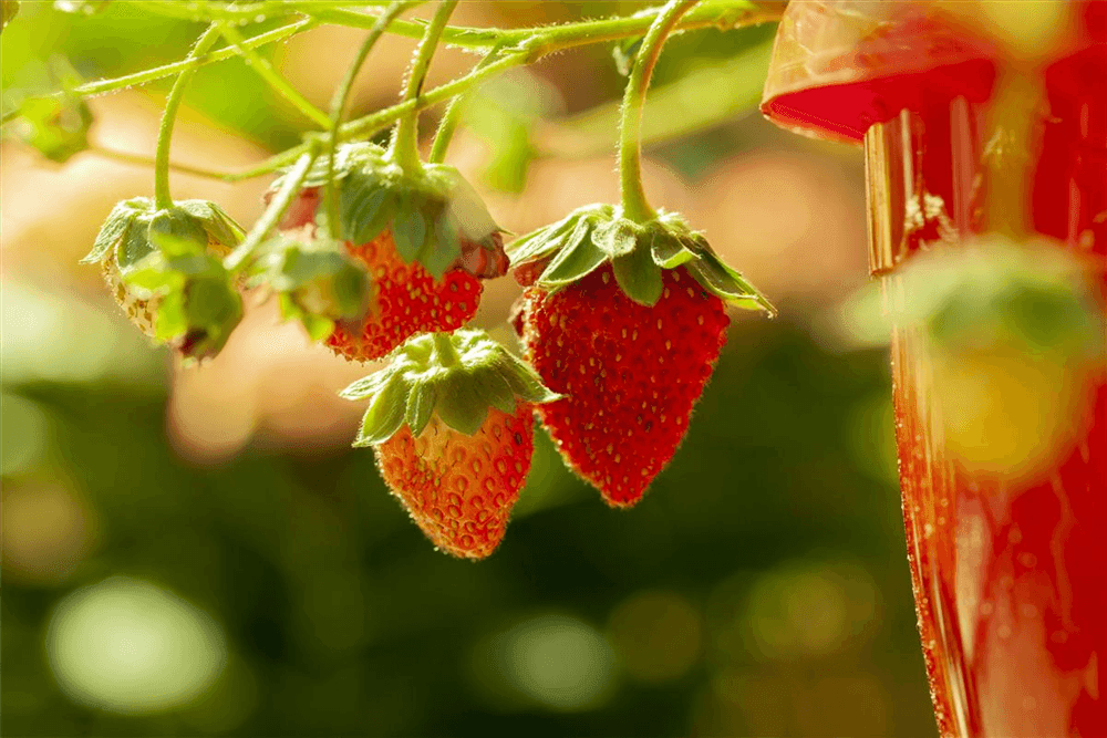 4-Monatserdbeere 'Lucky Berry'® - Gartenglueck und Bluetenkunst - DerGartenMarkt.de - Obst > Beerenobst > Erdbeeren - DerGartenmarkt.de shop.dergartenmarkt.de