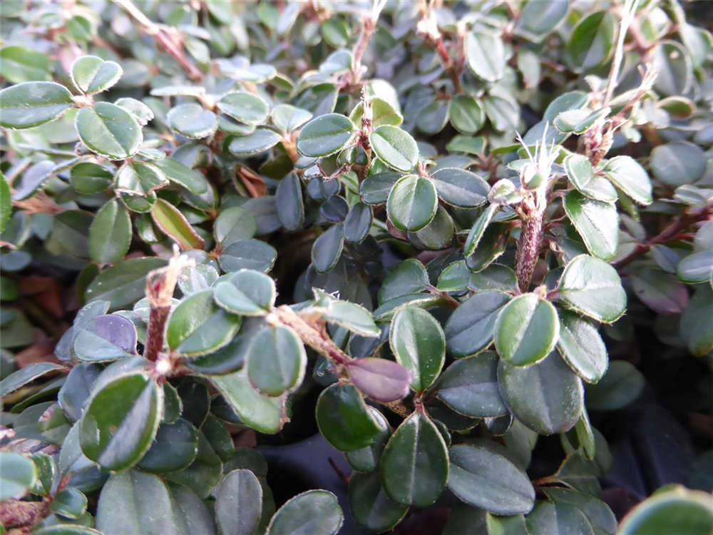 Cotoneaster micro. 'Cochleatus', 12er Set