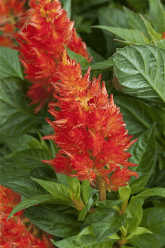 Federbusch 'Fire Red' - Blumen Eber - Pflanzen > Balkonpflanzen & Kübelpflanzen - DerGartenmarkt.de shop.dergartenmarkt.de