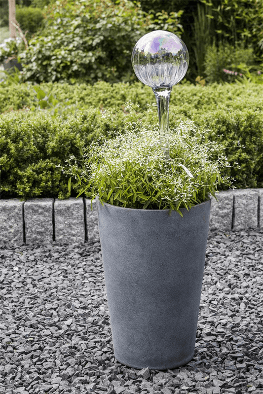 Euphorbia 'Diamond Frost` - Blumen Eber - Pflanzen > Balkonpflanzen & Kübelpflanzen - DerGartenmarkt.de shop.dergartenmarkt.de