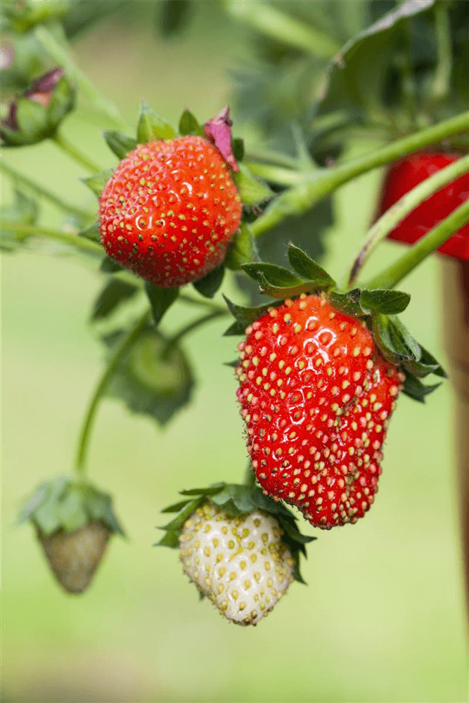 Erdbeere 'Fragoo® Toscana' - Blumen Eber - Obst > Erdbeeren - DerGartenmarkt.de shop.dergartenmarkt.de