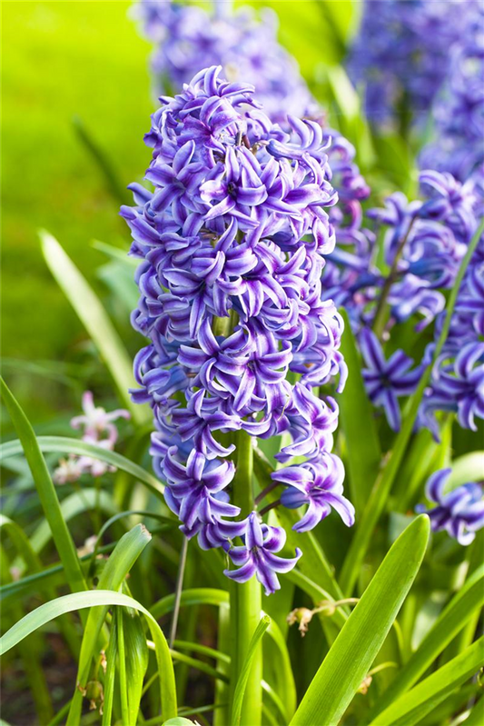 5 Blumenzwiebel - Hyacinthus orientalis 'Blue Jacket'