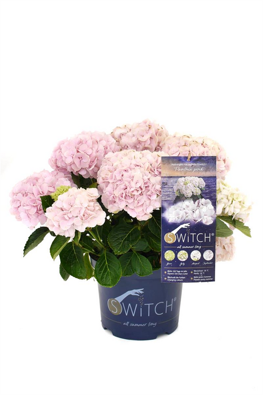 Hydrangea macrophylla 'Switch' ® Panthea pink