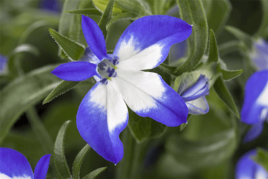 Lobelia richardii 'Summer Love' - Blumen Eber - Pflanzen > Balkonpflanzen & Kübelpflanzen > Sommerblumen - DerGartenmarkt.de shop.dergartenmarkt.de