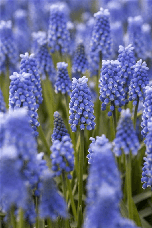 Muscari 'Blue Magic' - Blumen Eber - Pflanzen > Gartenpflanzen > Zwiebelpflanzen & Knollenpflanzen - DerGartenmarkt.de shop.dergartenmarkt.de