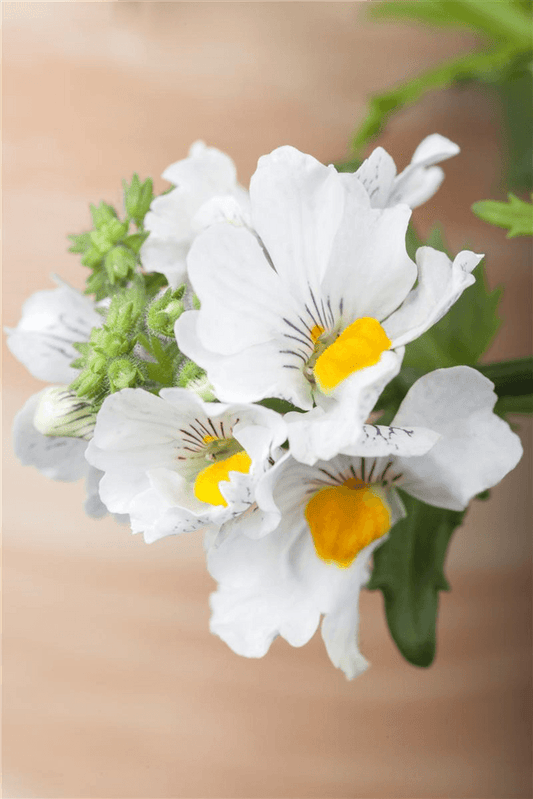 Nemesia 'Sunsatia', weiß - Blumen Eber - Pflanzen > Balkonpflanzen & Kübelpflanzen > Sommerblumen - DerGartenmarkt.de shop.dergartenmarkt.de