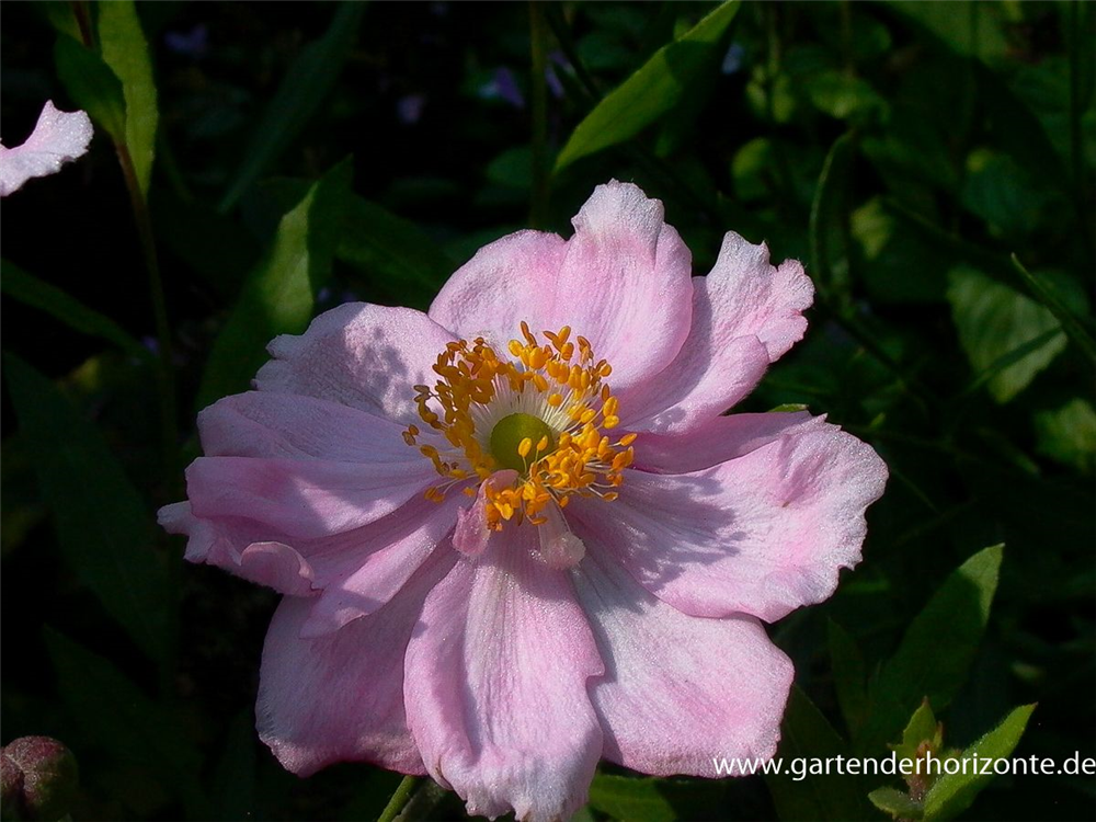 Garten-Herbst-Anemone 'Königin Charlotte'
