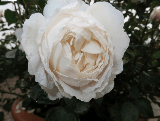Englische Rose 'Desdemona'® - Gartenglueck und Bluetenkunst - DerGartenMarkt.de - Pflanzen > Gartenpflanzen > Rosen > Strauchrosen - DerGartenmarkt.de shop.dergartenmarkt.de