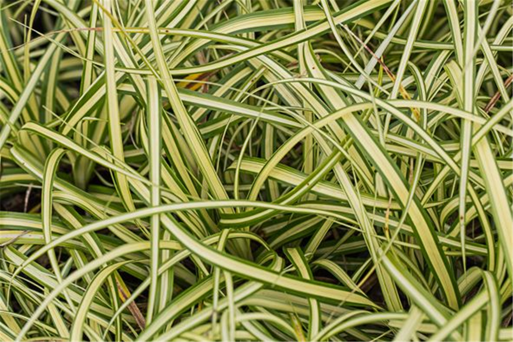 Carex oshimensis 'Evergold'