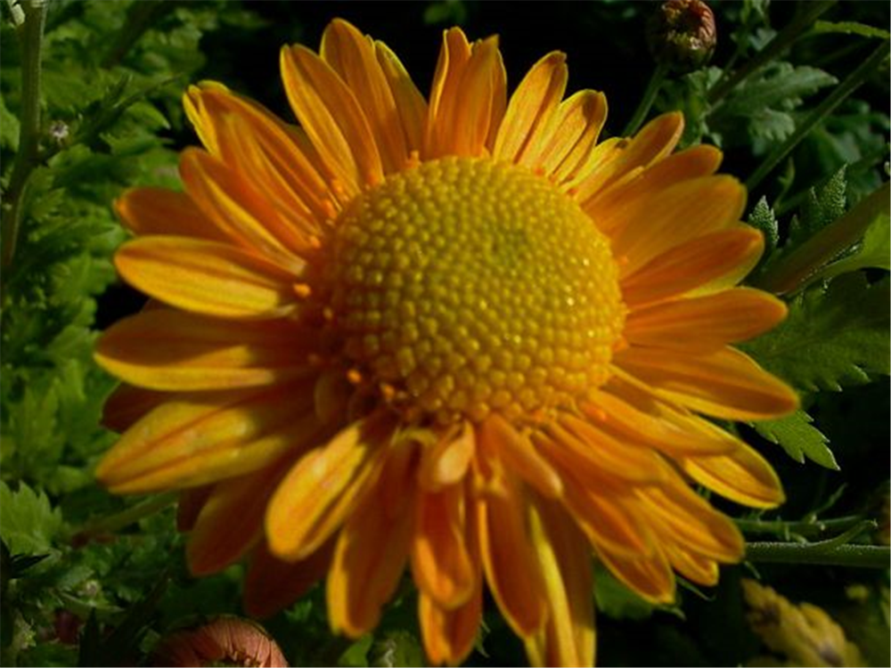 Chrysanthemum x hort.'Goldmarianne'
