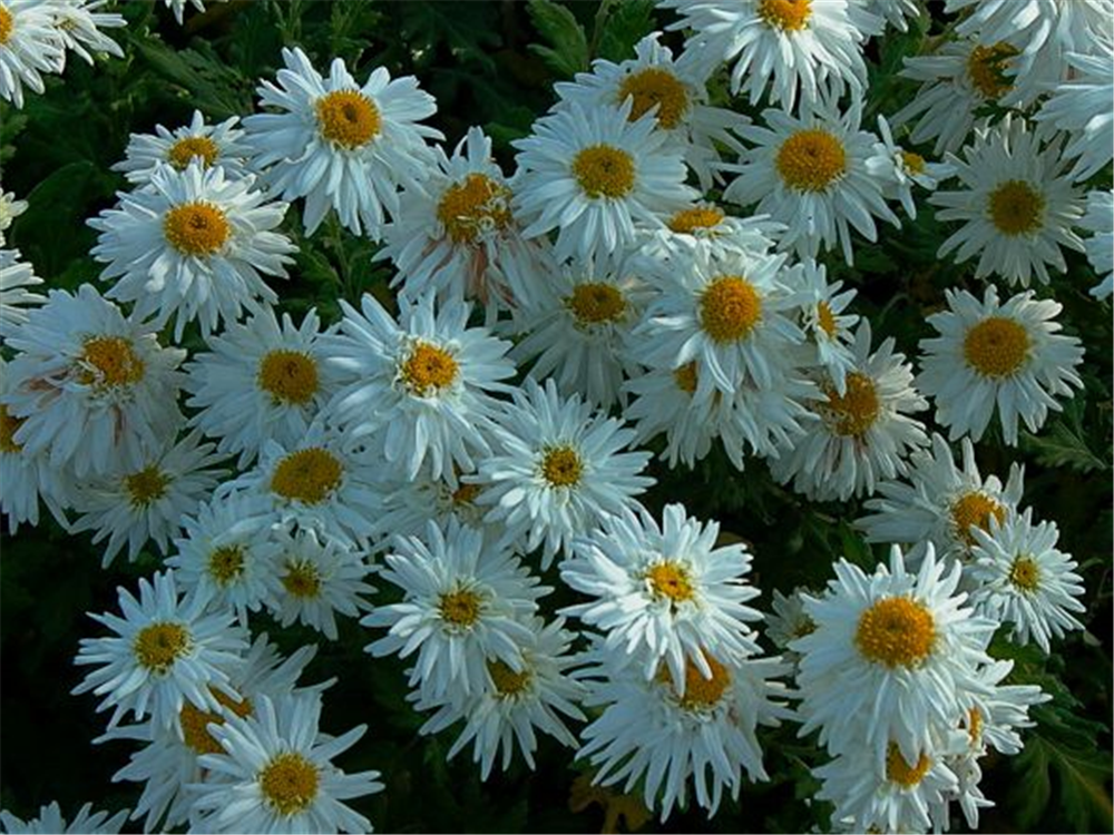 Chrysanthemum x hort.'Schneewolke'