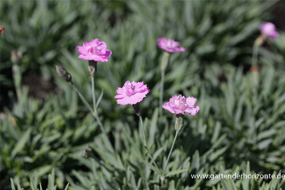 Garten-Pfingst-Nelke 'Pink Jewel'