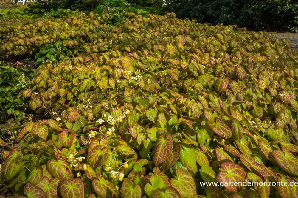 Schwefelgelbe Garten-Elfenblume 'Sulphureum'