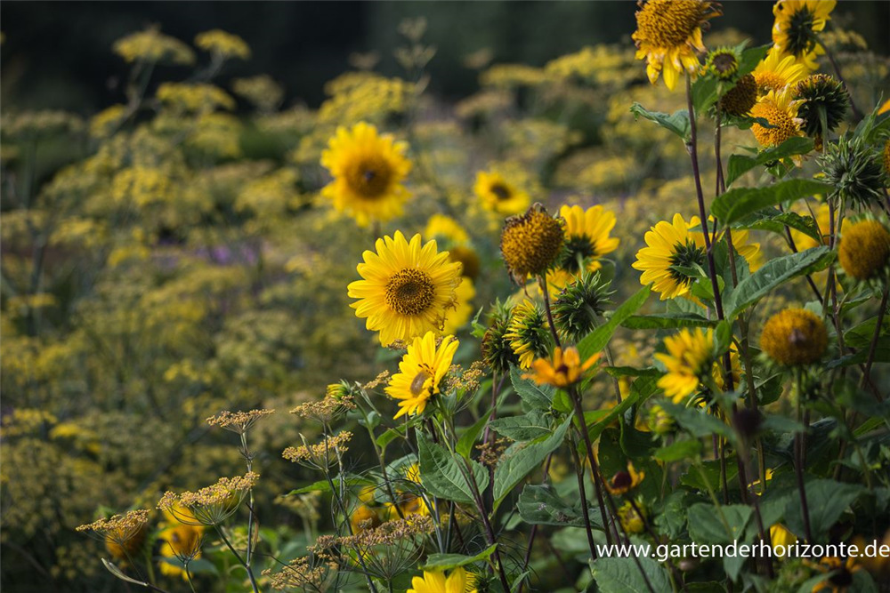 Garten-Stauden-Sonnenblume 'Capenoch Star'