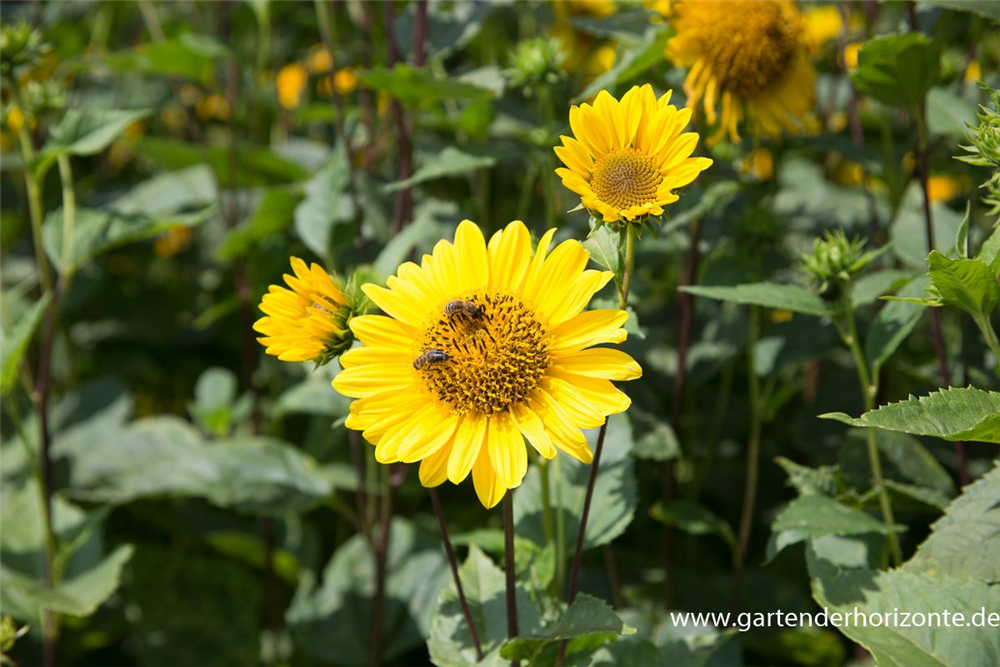 Garten-Stauden-Sonnenblume 'Capenoch Star'