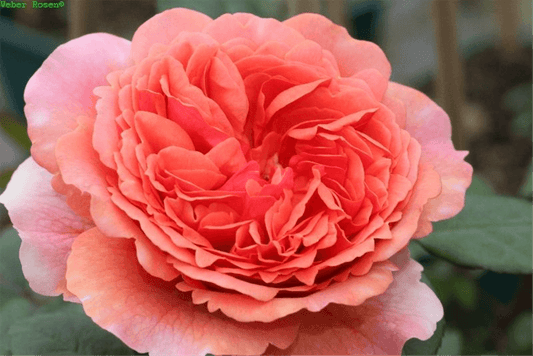 Nostalgische Rose 'Chippendale'® - Gartenglueck und Bluetenkunst - DerGartenMarkt.de - Pflanzen > Gartenpflanzen > Rosen > Edelrosen - DerGartenmarkt.de shop.dergartenmarkt.de