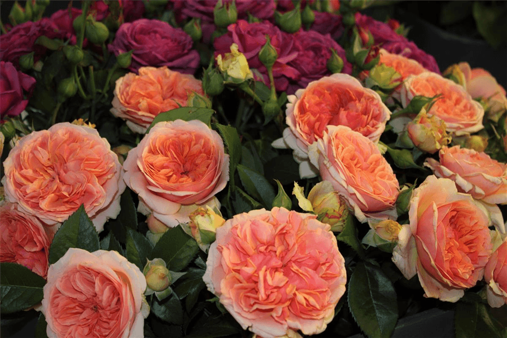 Nostalgische Rose 'Chippendale'® - Gartenglueck und Bluetenkunst - DerGartenMarkt.de - Pflanzen > Gartenpflanzen > Rosen > Edelrosen - DerGartenmarkt.de shop.dergartenmarkt.de