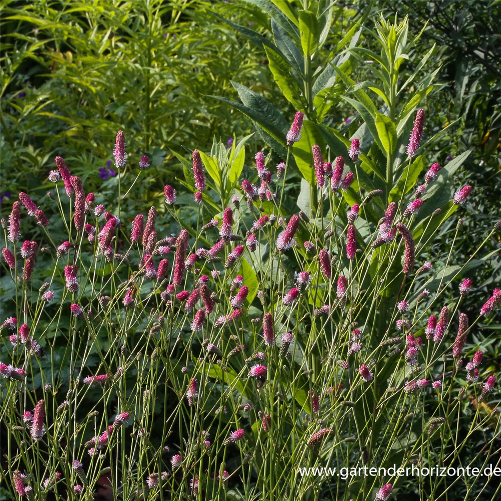 Garten-Wiesenknopf 'Pink Tanna'